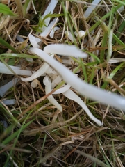 Clavaria