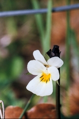 Viola arvensis