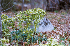Helleborus foetidus