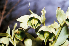 Helleborus foetidus
