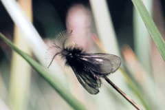 Ptilocephala plumifera