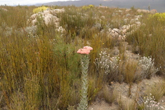 Syncarpha milleflora