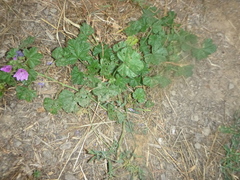 Malva sylvestris sylvestris