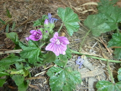 Malva sylvestris sylvestris