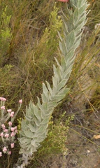 Syncarpha milleflora