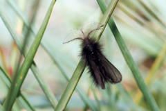 Ptilocephala plumifera