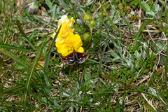 Pyrausta porphyralis