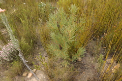 Syncarpha milleflora