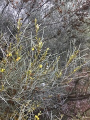 Acacia rigens