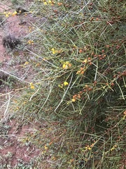 Acacia rigens