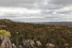 Syncarpha milleflora