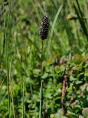 Phleum alpinum alpinum
