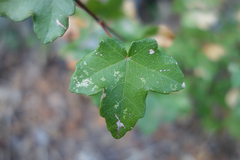 Acer monspessulanum