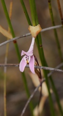Disa bifida