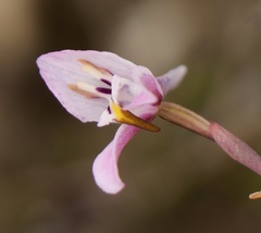 Disa bifida