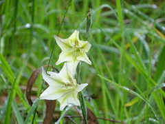 Gladiolus tristis