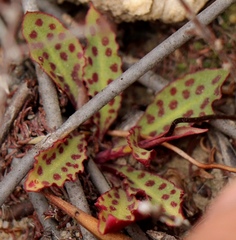 Disa bifida
