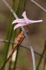 Disa bifida