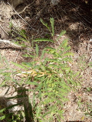 Vachellia cornigera