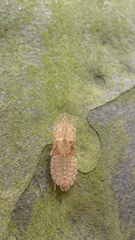Ledromorpha planirostris