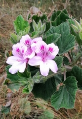Pelargonium cucullatum cucullatum