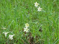 Gladiolus tristis