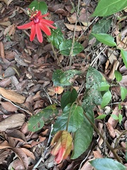 Coccinea