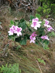 Pelargonium cucullatum cucullatum