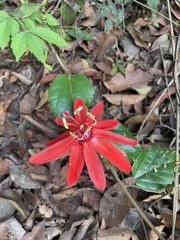 Coccinea
