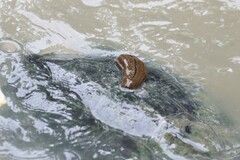 Hirudinaria manillensis