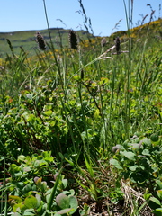 Phleum alpinum alpinum