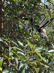 Netrocoryne repanda