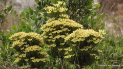 Leucadendron loeriense