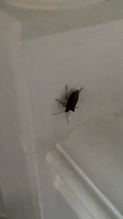 Pentatoma rufipes