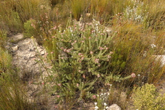Leucospermum wittebergense