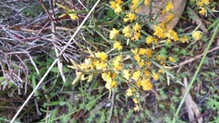 Acacia spinescens