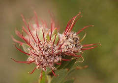 Leucospermum wittebergense