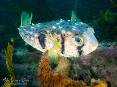 Dicotylichthys punctulatus