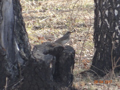 Turdus atrogularis