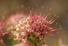 Leucospermum wittebergense