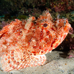 Scorpaena jacksoniensis