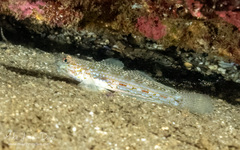 Istigobius hoesei