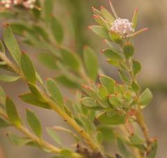 Leucospermum wittebergense