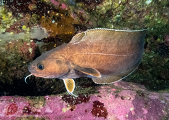 Lotella rhacina