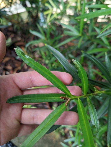 Podocarpus polystachyus, photograph 2