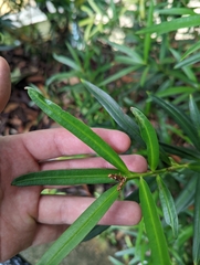 Podocarpus polystachyus