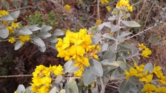 Stirtonanthus taylorianus