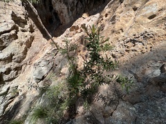 Melaleuca comboynensis