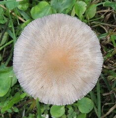 Candolleomyces