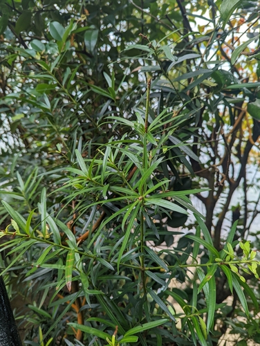 Podocarpus polystachyus, photograph 3